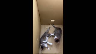 Funniest Cats Being Soft ☁️ | Alpha & Beta’s Cozy Morning Routine [EP.8] screenshot 5
