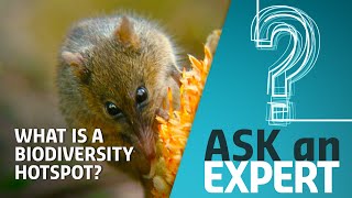 What are biodiversity hotspots, and why are they important? | Ask An Expert