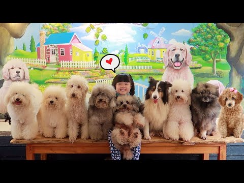 Kasih Makan Anjing Lucu | Bermain dengan Binatang Lucu | Heli Guk Guk