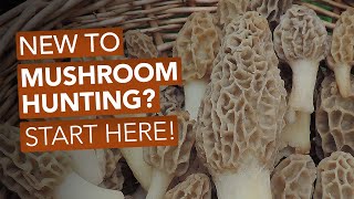 New To Mushroom Hunting Start Here