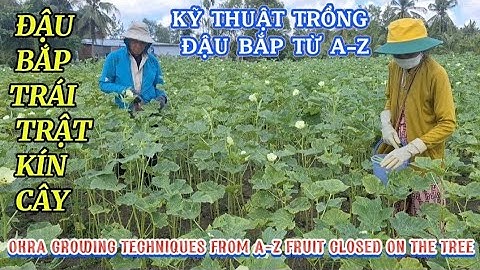 KỸ THUẬT TRỒNG ĐẬU BẮP TỪ A ĐẾN Z TRÁI TRẬT KÍN CÂY| OKRA GROWING TECHNIQUES A-Z| Giải Trí Miền Tây