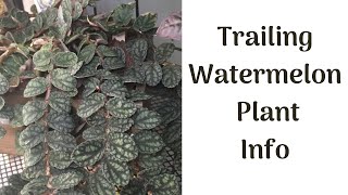 Episode 5 Trailing Watermelon Pellionia Info Propagation Youtube