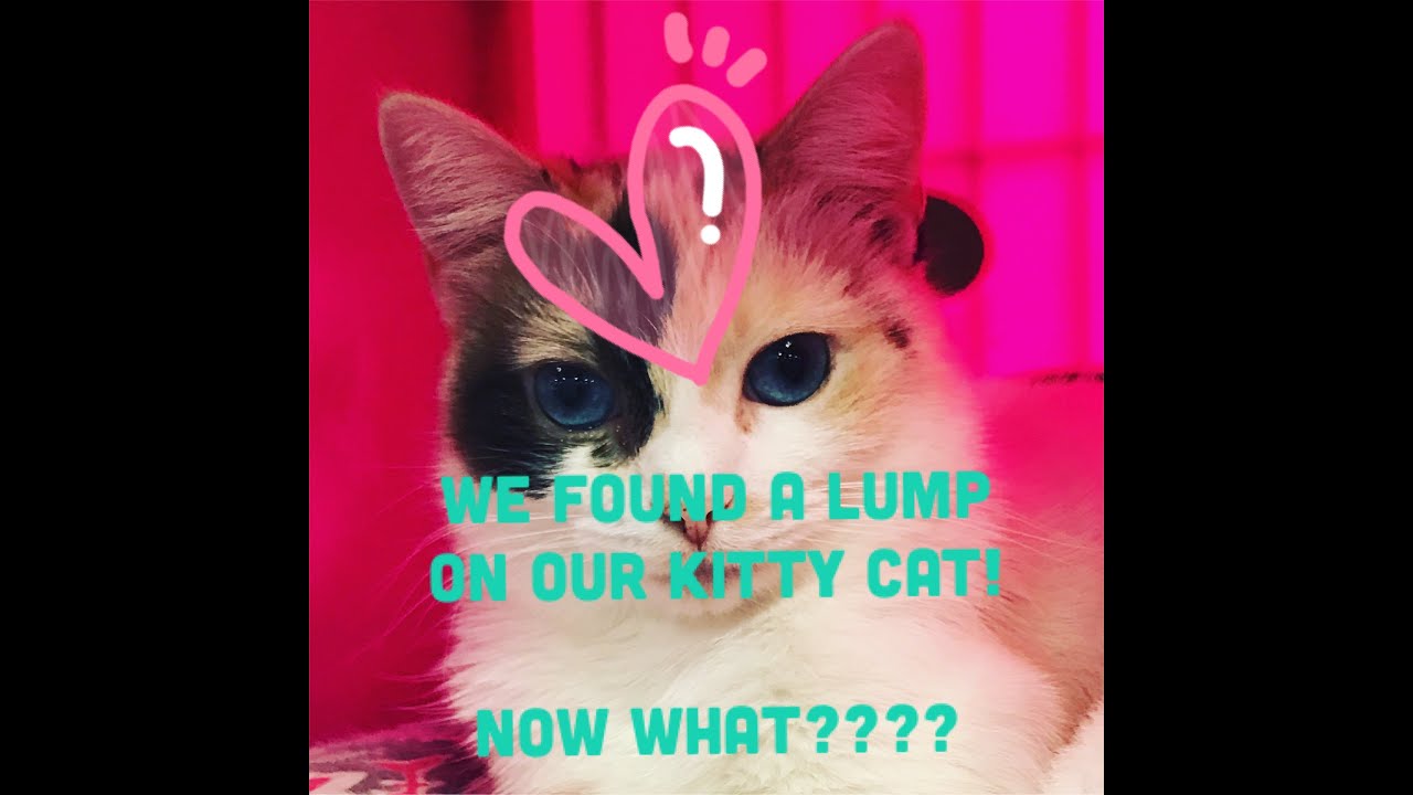 adopt cats for free We Found A Lump On One Of Our Kitty Cats! NOW WHAT?