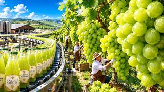 How Millions of Green Grapes Become Grape Juice & Green Raisins | Full Factory Process