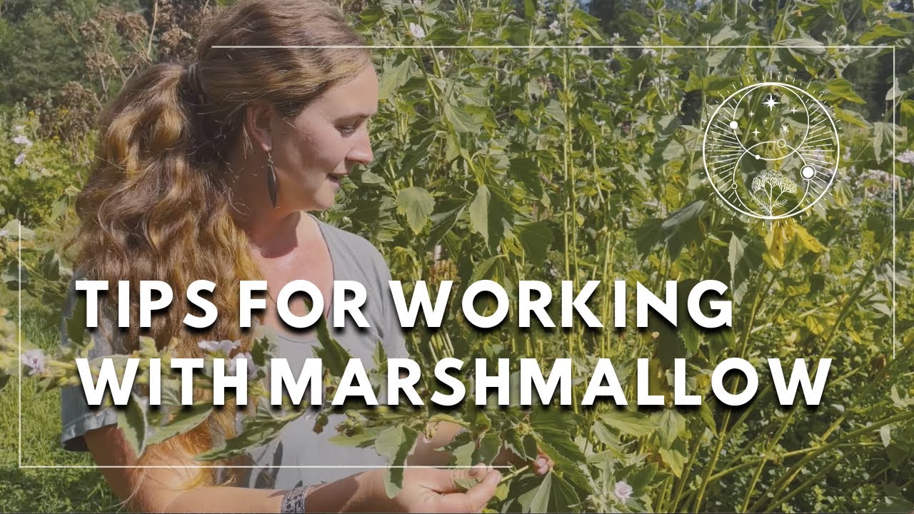 Marshmallow: Growing, Harvesting, and Preparing