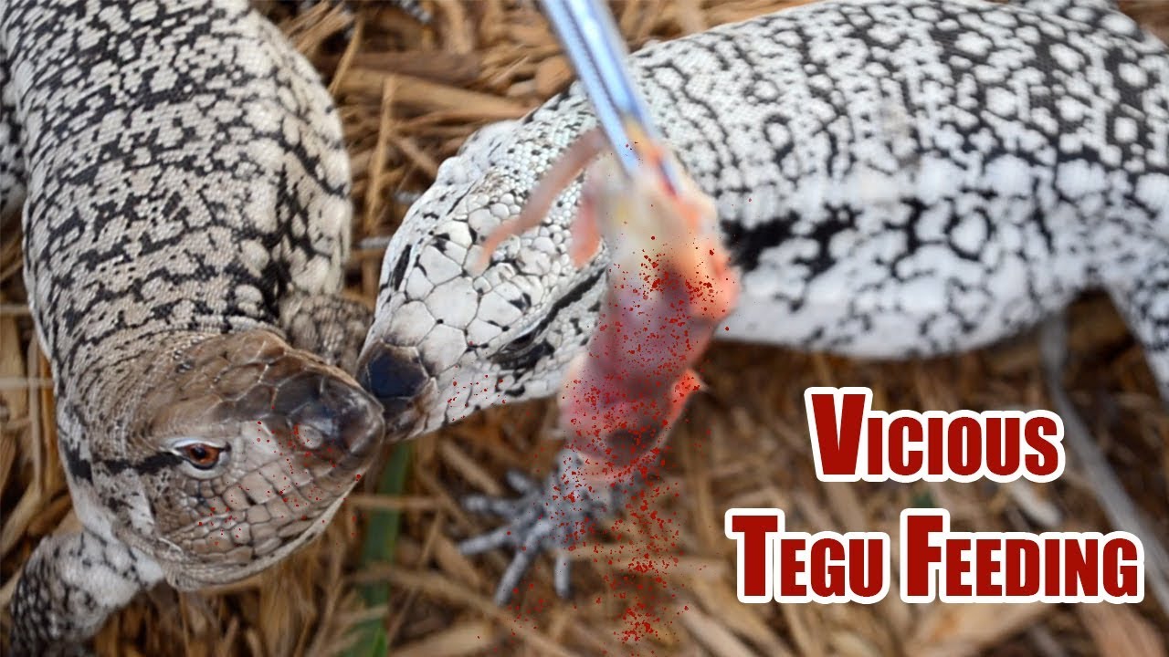 geckos food SAVAGE TEGU FEEDING! Rodents RIPPED in HALF!