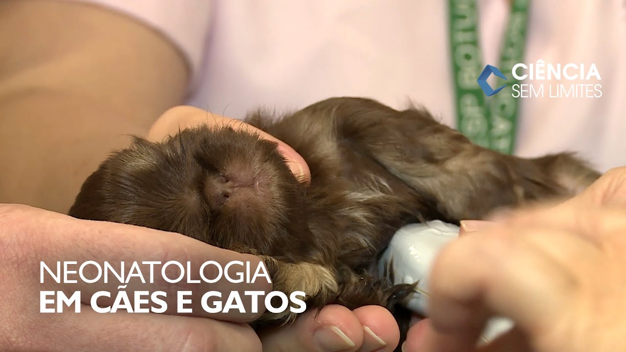Ciência Sem Limites | Neonatologia em cães e gatos - YouTube