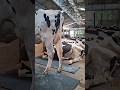 মাশাল্লাহ সুন্দর একটি আদর্শ গরুর ফার্ম।