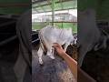 Penyuntikan antidemam sapi BEF‼️#shorts #animals #cow