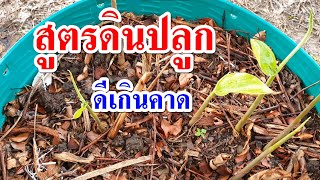 สูตรดินปลูก ใช้ใบไม้แห้งเป็นหลัก ได้ผลดีเกินคาด ผลลัพธ์จริงจากคลิปปลูกข่าในเข่ง