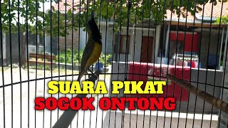 Download Lagu SUARA PIKAT SOGOK ONTONG MP3 Download Lagu SUARA PIKAT SOGOK ONTONG MP3