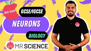 Neurons | Bite-sized | GCSE | IGCSE | Mr Science in 8K screenshot 5