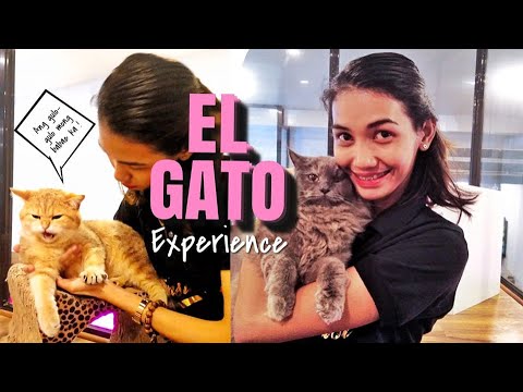 EL GATO CAT CAFE  ZAMBOANGA Maria Katherine Vlog 43 