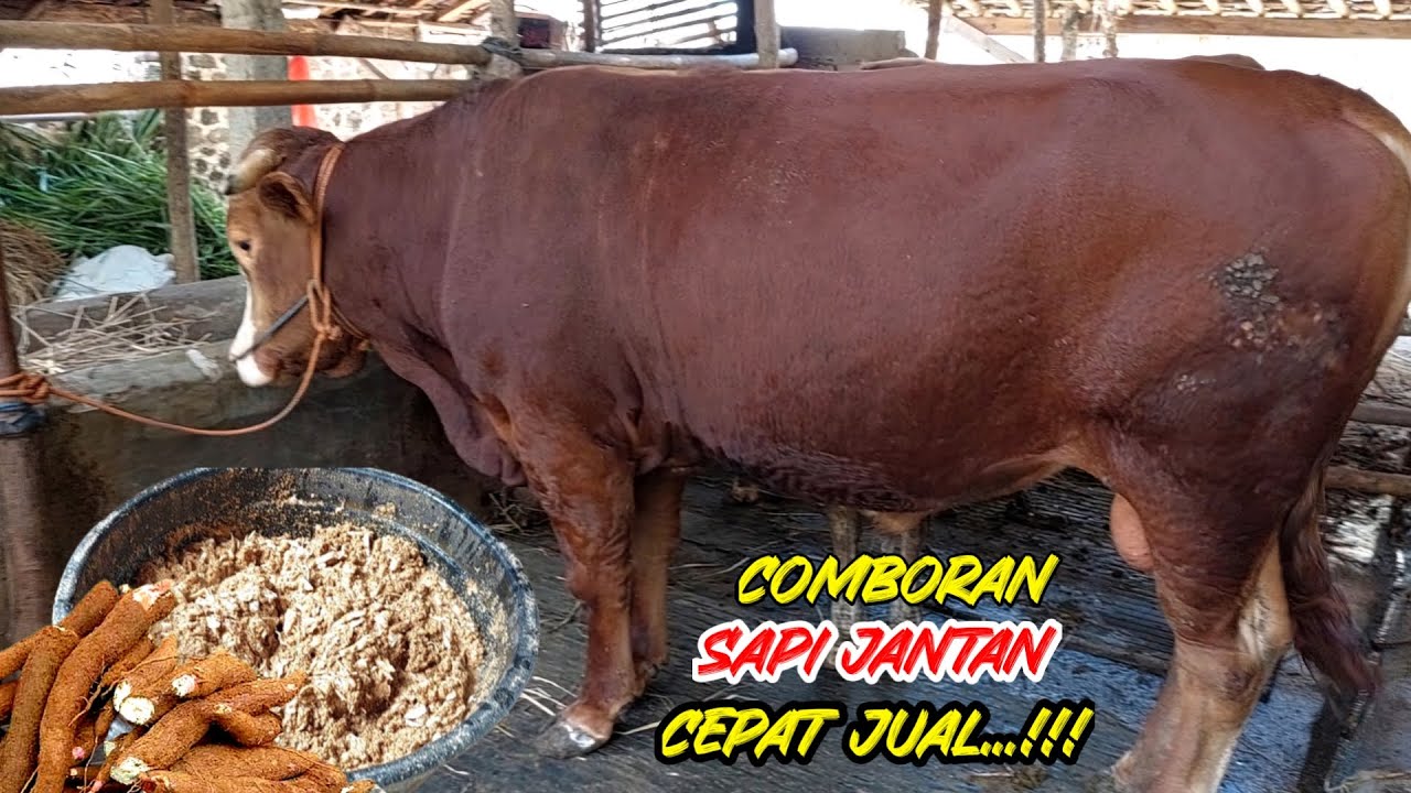 Resep Comboran Penggemukan Sapi Jantan Cepat Jual