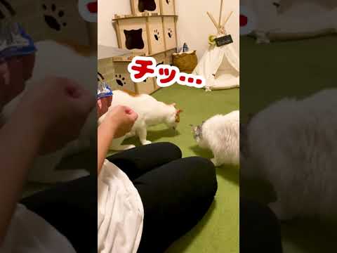 ちゅーるビッツを盗…拾おうとした猫【おしゃべりする猫】 #Shorts