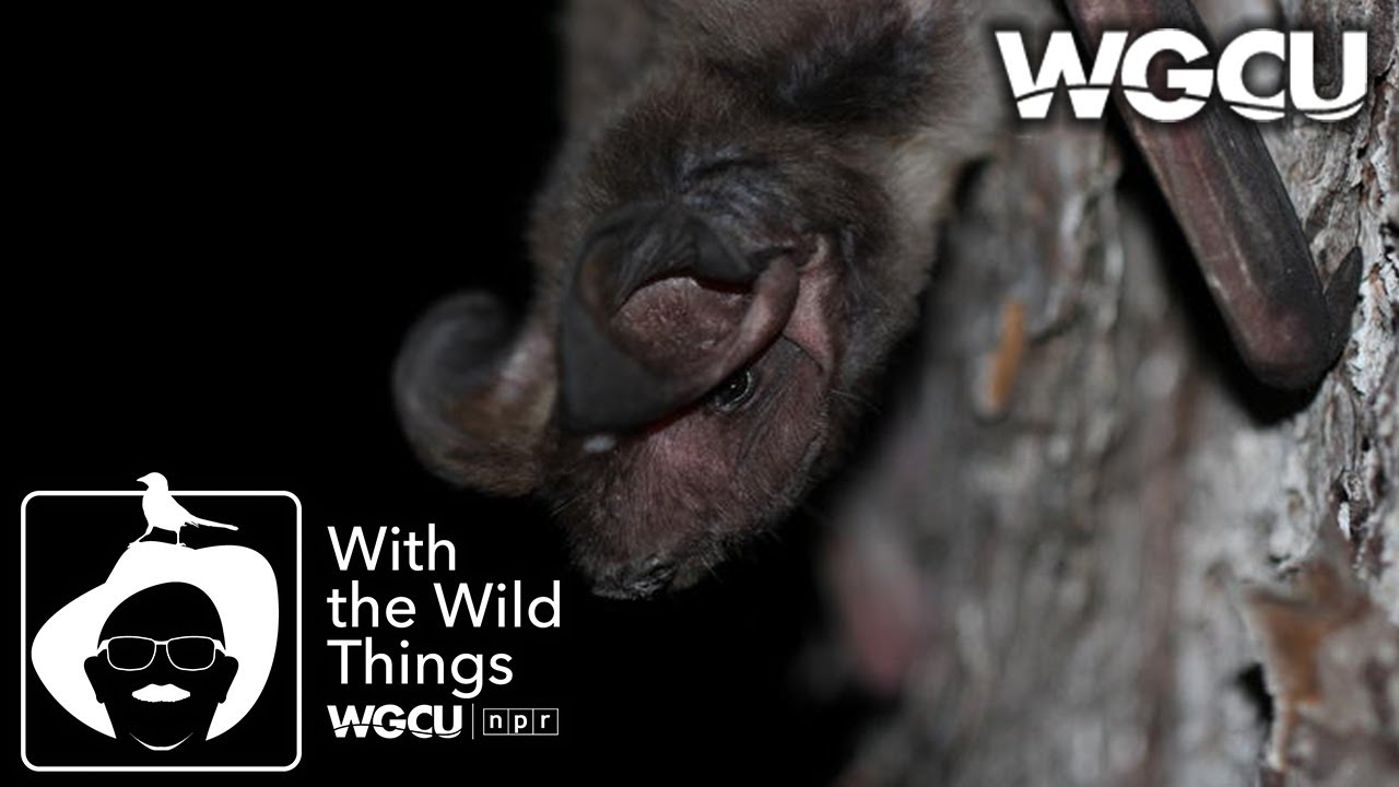 Bats | With The Wild Things feat. Dr. Jerry Jackson