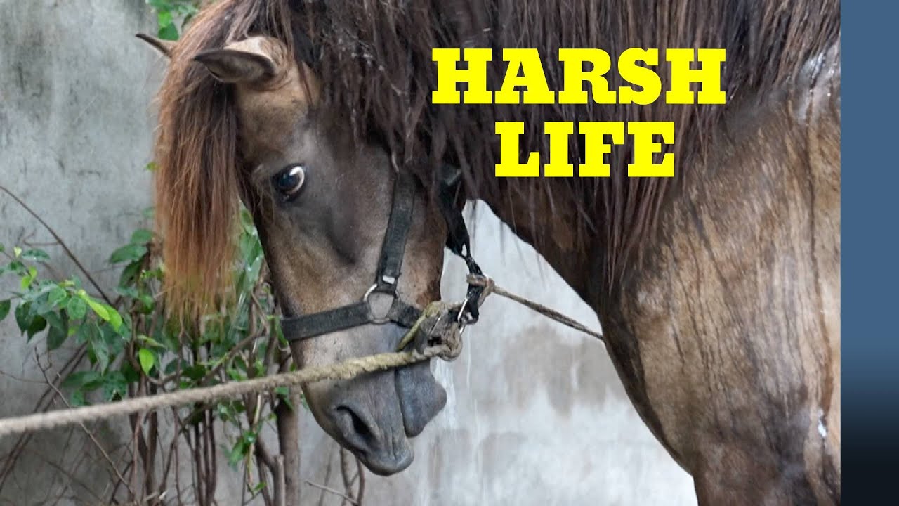 The harsh lives of delman horses | Indonesia