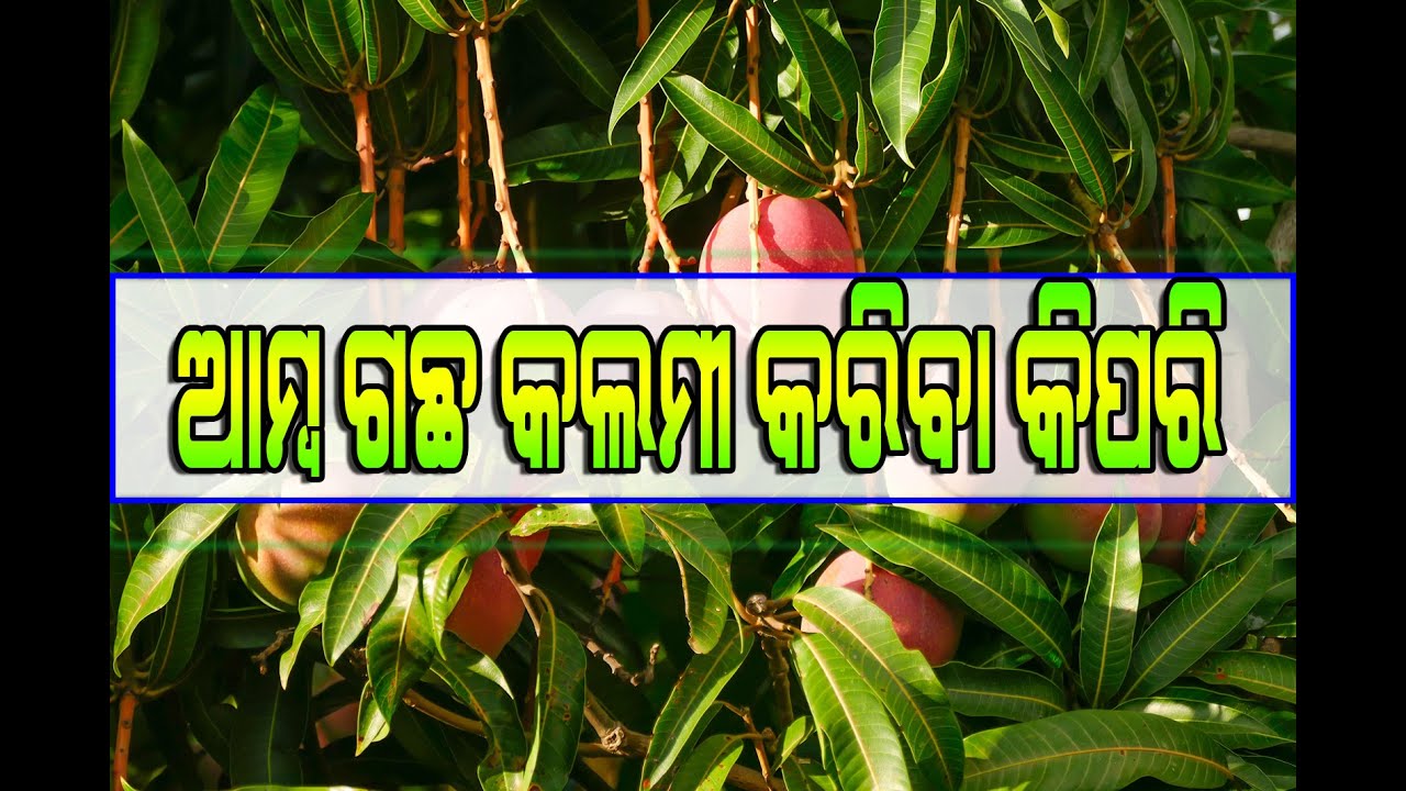 ଆମ୍ବ ଗଛ କଲମୀ କରିବା କିପରି | Grafting of Mango Plants