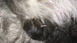 American Bobtail crossed with Siberian Kittens by Hopes Cattery 22 views 5 years ago 2 minutes, 5 seconds