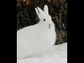 ارنب القطب الشمالي Arctic Rabbit 