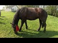 КОБИЛА ПО ОБАМІ/КОНІ В ВАШКІВЦЯХ/horses in Ukraine