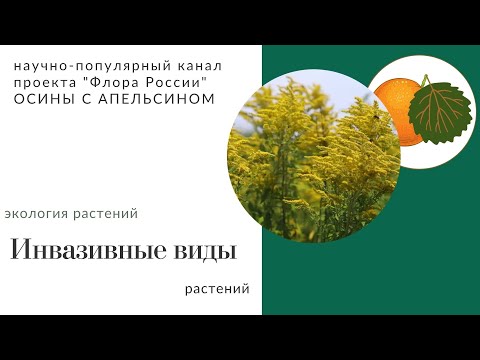 Инвазивные виды растений