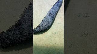 Diving Deep to Catch Seafood – Nature’s Ultimate Challenge! #Diving #Fishing #Crab#sea cucumber