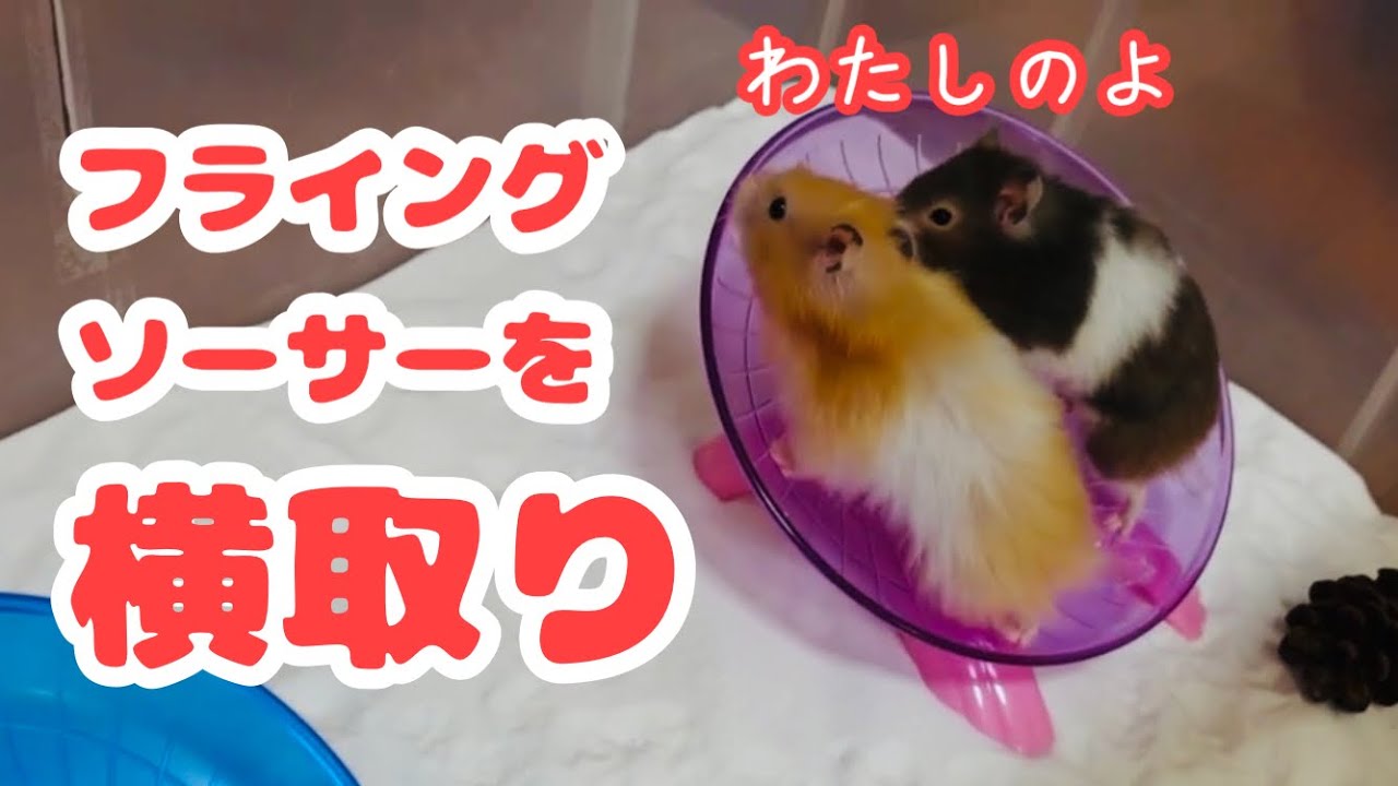 フライングソーサーを横取りするハムスター！【砂場の模様替え】 - YouTube