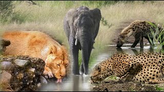 Wild Animals Drinking Water & Watch What Animals Next!
