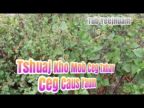 Pwm Tshis Dub Tshuaj Kho Cov Neeg Mob Ceg Txhav, Ceg Caus Yaum 04/03/2020.