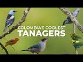 Colombias coolest tanagers