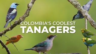 Colombia's Coolest Tanagers