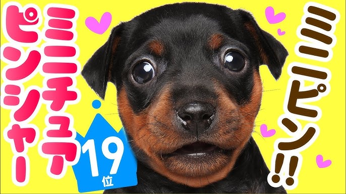 人気69位 トイ マンチェスター テリアってどんな犬 子犬の価格や性格 寿命 飼いやすさは カワイイ動画でチェック Youtube 人気69位 トイ マンチェスター テリアってどんな犬 子犬の価格や性格 寿命 飼いやすさは カワイイ動画でチェック Youtube