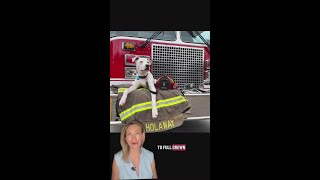 From rescue pups to Atlanta fire dogs