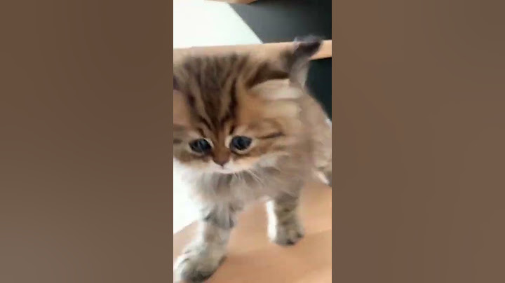 Le petit chat qui court dans la maison 🤣😻🤣 #shorts