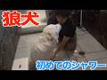 【狼犬】初めてのシャンプーで大パニックを起こしました…