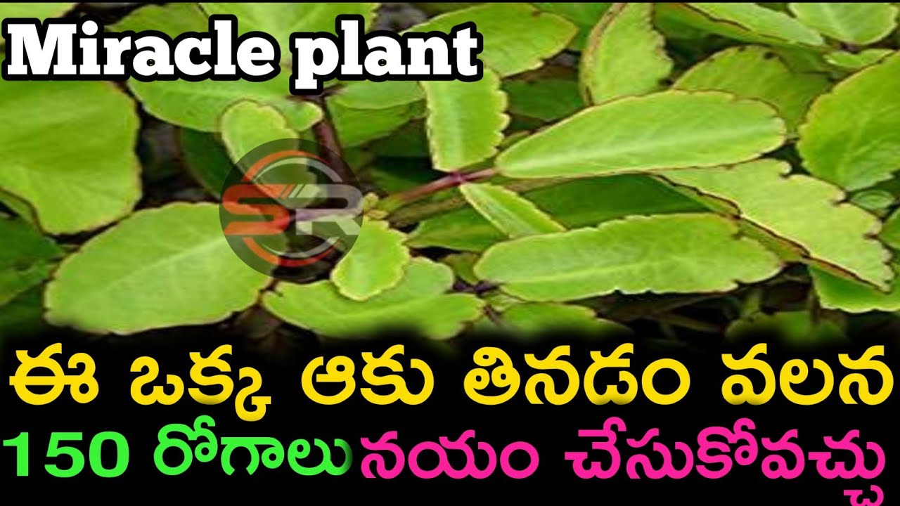 ఈ ఒక్క ఆకు తినడం వలన 150 రోగాలు నయం చేసుకోవచ్చు ranapala plant 