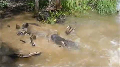 New Orleans Alligator Gets Hog But With Music