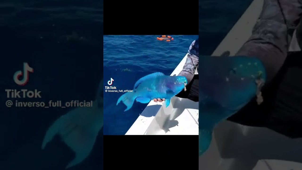 Slurp Fish From Fortnite IRL 