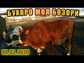 БУХОРО МОЛ БОЗОР НАРХЛАРИ 1 - МАРТ 2020г / BUXORO MOL bozori