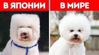 20+ вещей, которые в Японии делают абсолютно иначе