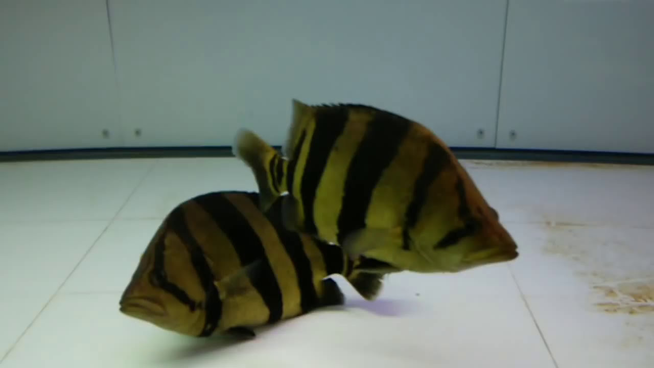 金魚快訊Goldfish Messages: 市售泰國虎系列圖鑑(Datnioides fish series illustrations)