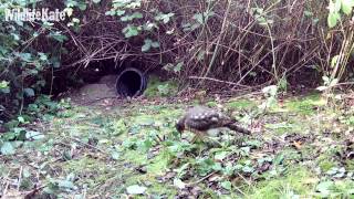 Sparrowhawk Kill 3