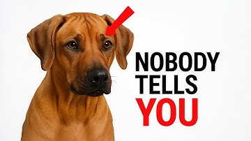 What Nobody Tells You About Rhodesian Ridgebacks As Pets!