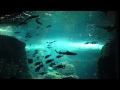 新江ノ島水族館 の動画、YouTube動画。