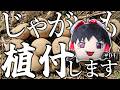 ゆっくり実況者、じゃがいもを植える。|手探り作業録 #04【ゆっくり実況】