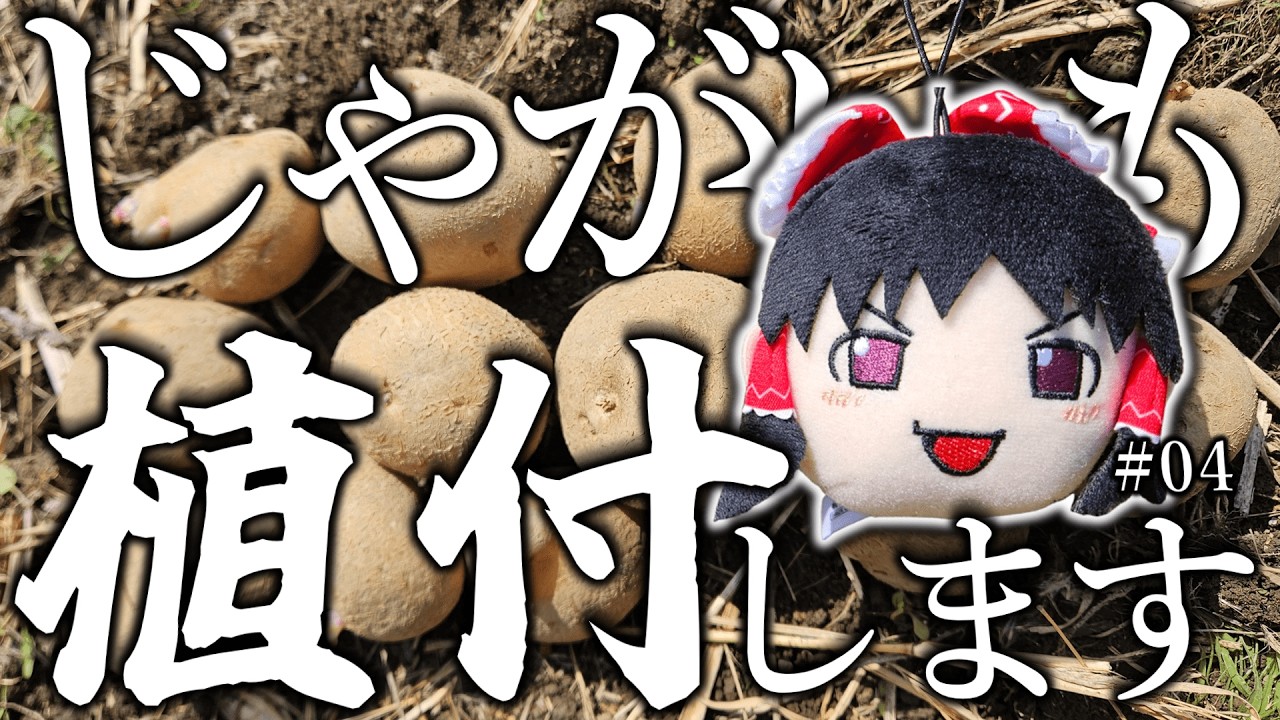 ゆっくり実況者、じゃがいもを植える。|手探り作業録 #04【ゆっくり実況】