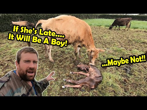 Brand New Calves Are Born On The Farm