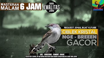 REQUEST MASTERING KICAU BURUNG || CIBLEK KRISTAL GACOR DOOR || PANCINGAN CIBLEK BAHAN || CIBLEK MUDA