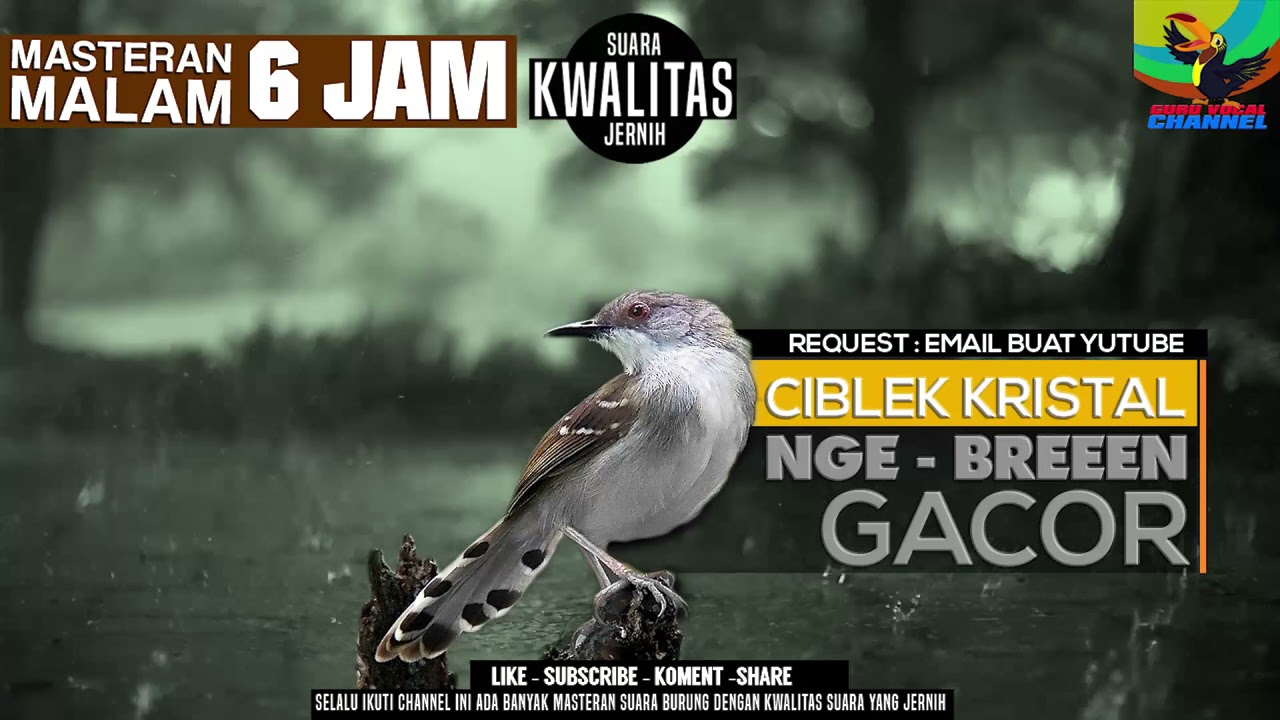 REQUEST MASTERING KICAU BURUNG || CIBLEK KRISTAL GACOR DOOR || PANCINGAN CIBLEK BAHAN || CIBLEK MUDA